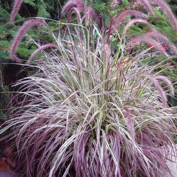 Pennisetum setaceum ''Cherry Sparkler'' (Fountain Grass) - Cherry Sparkler Fountain Grass