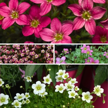Saxifraga ''Multiple Varieties'' (Rockfoil) - Multiple Varieties Rockfoil