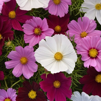 Cosmos