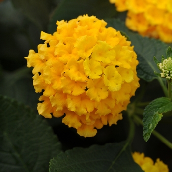 Lantana camara - Landmark™ 'Yellow'