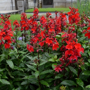 Lobelia x speciosa (Lobelia) - Lobelia