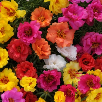 Portulaca grandiflora ''Mix'' (Moss Rose, Purslane) - Happy Hour™ Mix