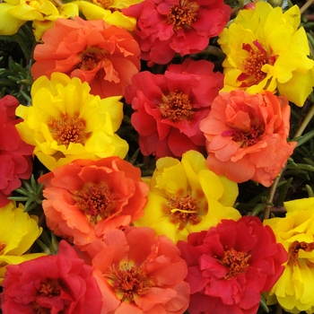 Portulaca grandiflora ''Tropical Mix'' (Moss Rose, Purslane) - Happy Hour™ Tropical Mix