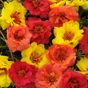 Portulaca grandiflora ''Tropical Mixture'' (Moss Rose, Purslane) - Happy Trails™ Tropical Mixture