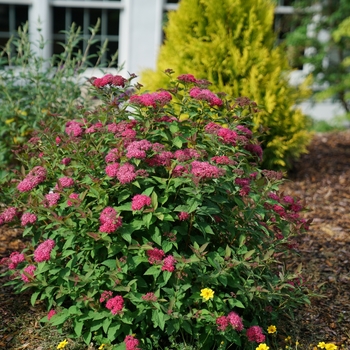 Spiraea ''NCSX2'' PP30953, Can PBRAF (Spirea) - Double Play Doozie®