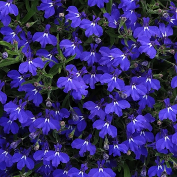 Lobelia ''Dark Blue'' (Lobelia) - Early Springs™ Dark Blue