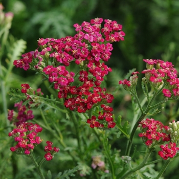 Achillea millefolium ''Red'' Balvinred PP25618 (Yarrow) - New Vintage™ Red