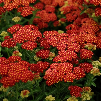 Achillea millefolium ''Seduction Strawberry'' PP18401 (Yarrow) - Seduction Strawberry Yarrow