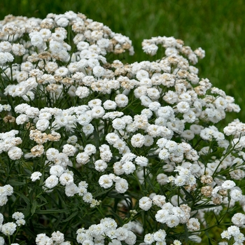 Achillea ptarmica ''Peter Cottontail'' (Sneezewort) - Peter Cottontail Sneezewort