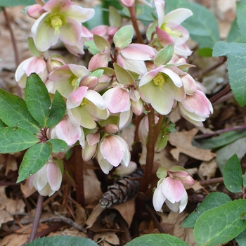 Helleborus 'Ivory Prince' - Hellebore