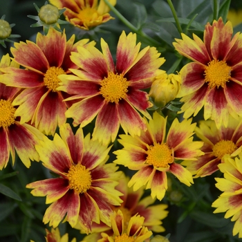 Coreopsis ''Enchanted Eve'' (Tickseed) - L''il Bang™ Enchanted Eve