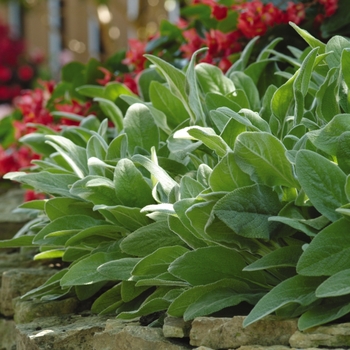 Stachys byzantina ''Fuzzy Wuzzy'' (Lamb''s Ear) - Fuzzy Wuzzy Lamb''s Ear