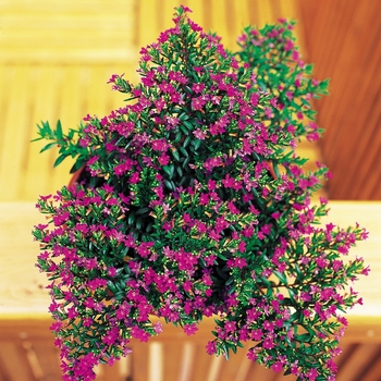 Cuphea hyssopifolia - False Heather