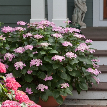 Reblooming Hydrangea - Let's Dance®Starlight