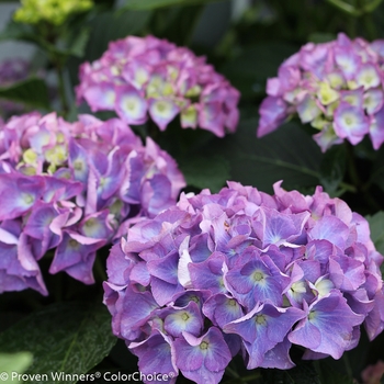 Bigleaf Hydrangea - Cityline® Rio