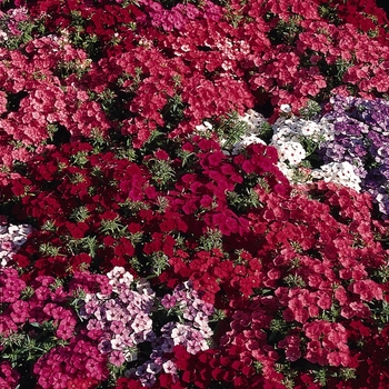 Phlox drummondii - 21st Century 'Mix'