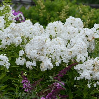 Phlox paniculata ''David'' (Garden Phlox) - David Garden Phlox