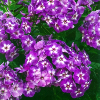 Laura Garden Phlox