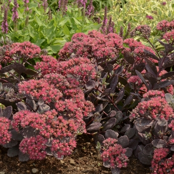 Sedum ''Dazzleberry'' PP22457 (Stonecrop) - Sunsparkler® Dazzleberry