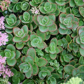 Sedum ''Lime Zinger'' (Stonecrop) - Sunsparkler® Lime Zinger