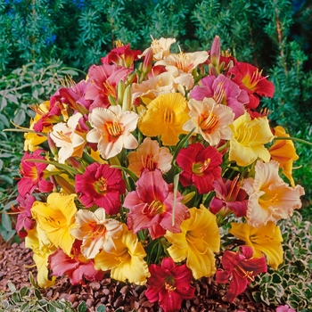 Hemerocallis ''Multiple Varieties'' (Daylilies) - Multiple Varieties Daylilies
