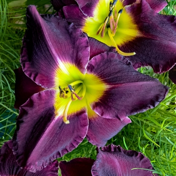 Hemerocallis 'Bela Lugosi' - Daylily