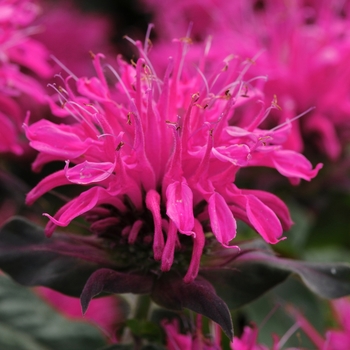 Monarda didyma (Bee Balm) - Balmy™ Rose