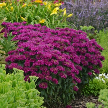 Monarda didyma ''Grape Gumball'' (Bee Balm, Bergamot) - Sugar Buzz® Grape Gumball