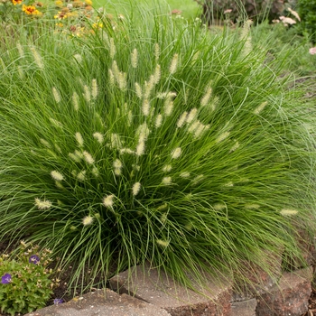 Pennisetum alopecuroides ''Little Bunny'' (Miniature Fountain Grass) - Little Bunny Miniature Fountain Grass