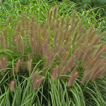 Pennisetum alopecuroides ''Red Head'' (Fountain Grass) - Red Head Fountain Grass