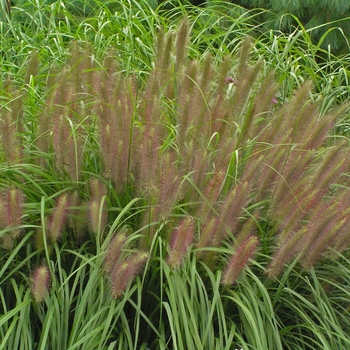 Red Head Fountain Grass