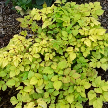 Astilbe 'Amber Moon' - False Spirea