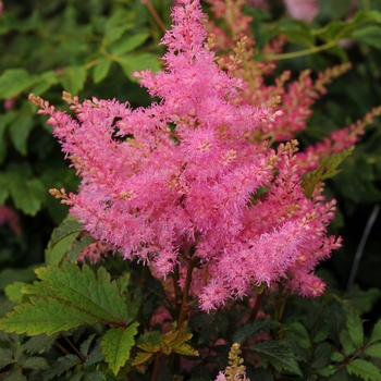 Astilbe 'Younique Pink' - False Spirea