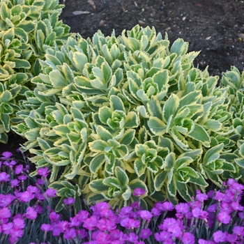 Sedum telephium ''Autumn Charm™'' Lajos PP14421 (Stonecrop) - Autumn Charm™ Stonecrop