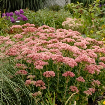 Sedum spectabile ''Autumn Fire'' (Stonecrop) - Autumn Fire Stonecrop