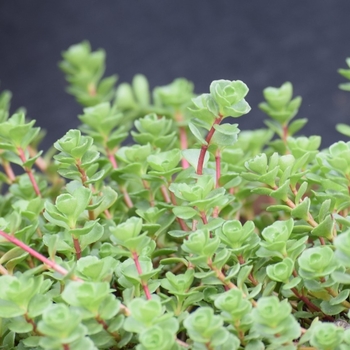Sedum spurium ''John Creech'' (Stonecrop) - John Creech Stonecrop
