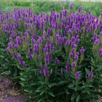 Veronica longifolia ''Very Van Gogh'' PP27428 (Speedwell) - Very Van Gogh Speedwell