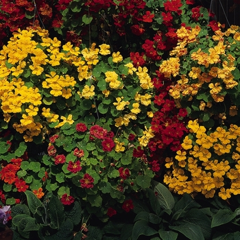 Tropaeolum majus ''Whirlybird Mix'' (Nasturtium) - Whirlybird Mix Nasturtium