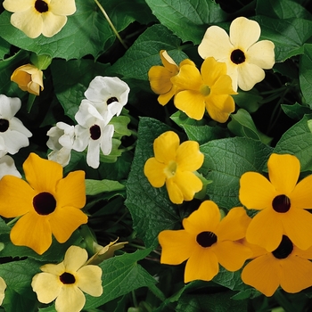 Thunbergia alata ''Mix'' (Black-eyed Susan Vine) - Susie™ Mix