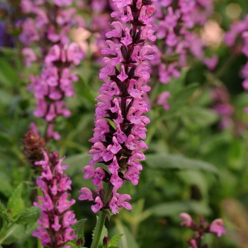 Salvia nemorosa ''New Dimension Rose'' (Meadow Sage) - New Dimension Rose Meadow Sage