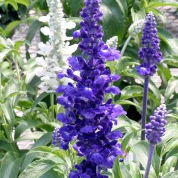 Salvia farinacea ''Rhea™'' (Mealycup Sage) - Rhea™ Mealycup Sage