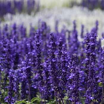 Salvia farinacea ''Victoria Blue'' (Mealycup Sage) - Victoria Blue Mealycup Sage