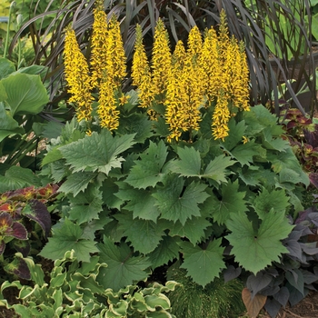 Ligularia ''Bottle Rocket'' PP24486, Can 5649 (Bigleaf Ligularia) - Bottle Rocket Bigleaf Ligularia