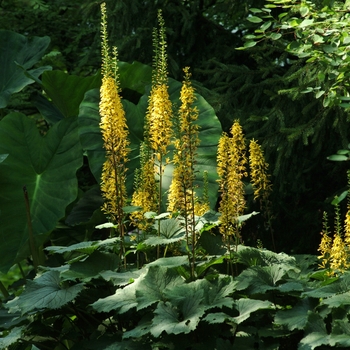 Ligularia stenocephala ''The Rocket'' (Ligularia) - The Rocket Ligularia