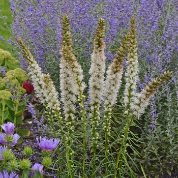 Liatris spicata ''Floristan White'' (Blazing Star) - Floristan White Blazing Star