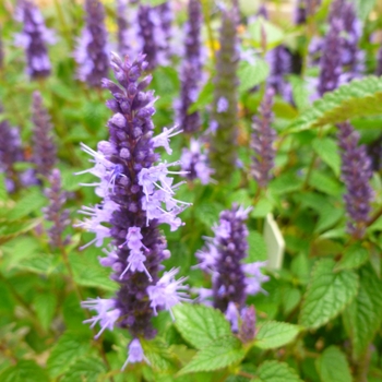 Agastache 'Little Adder' - Hummingbird Hyssop