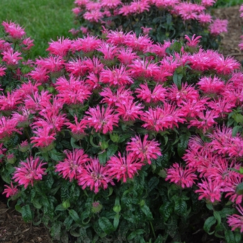 Monarda ''Electric Neon Pink'' PPAF (Bee Balm) - Electric Neon Pink Bee Balm