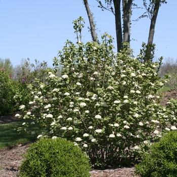 Viburnum x rhytidophylloides ''Redell'' PP24227 (Viburnum) - Red Balloon® Viburnum
