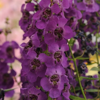 Angelonia angustifolia 'Archangel Dark Purple' - Summer Snapdragon Archangel Dark Purple