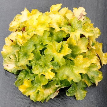 Heuchera - 'Lemon Supreme' Coral Bells